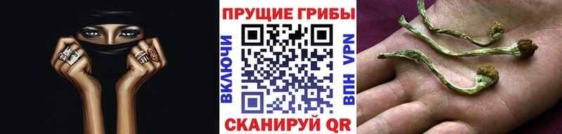 Галлюциногенные грибы Psilocybe  Купить где  Кохма 